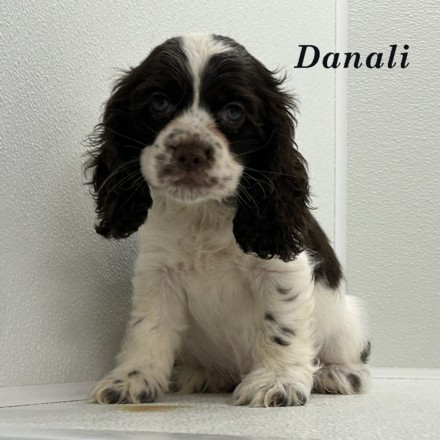 puppy, for, sale, Cocker Spaniel, Joe & Cherri  Overlease, dog, breeder, Miller, MO, dog-breeder, puppy-for-sale, forsale, nearby, find, puppyfind, locator, puppylocator, aca